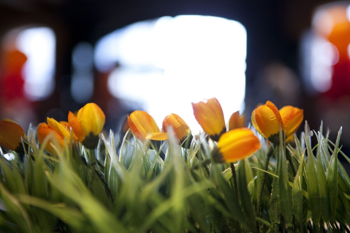 Gek op Holland feest